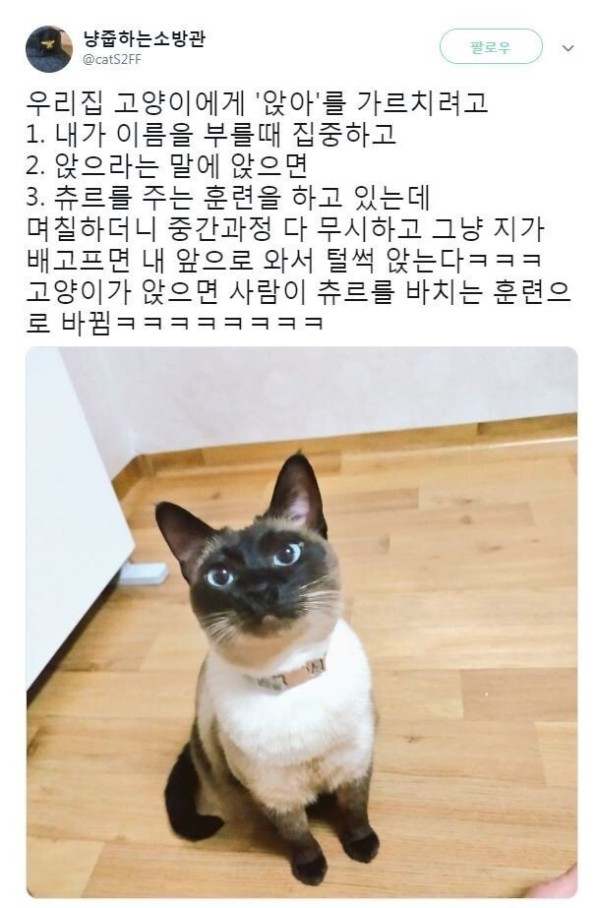 녹번 2구역-고양이를 훈련해본 결과​ 생기는 일-1번 이미지