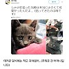 썸네일-고양이 막 주워왔을 때는 참 귀여웠는데..-이미지