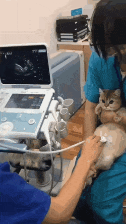 썸네일-초음파 검사하는 고양이.gif-이미지