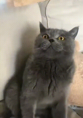 nokbeon.net-눈으로 쌍욕하는 고양이-1번 이미지