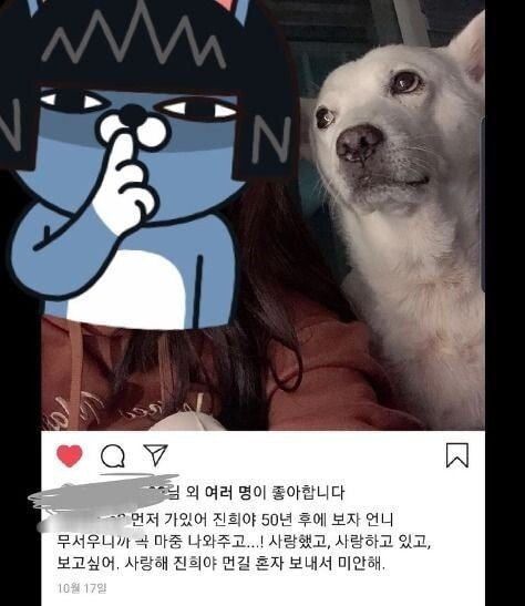 nokbeon.net-파양되어 돌아온 강아지-2번 이미지