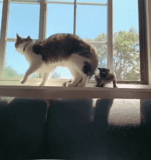 썸네일-아기 고양이가 내려오는 방법-이미지