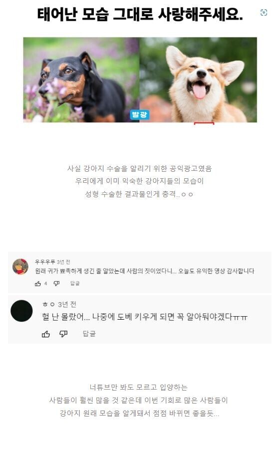 nokbeon.net-충격적인 지하철 강아지 성형광고-3번 이미지