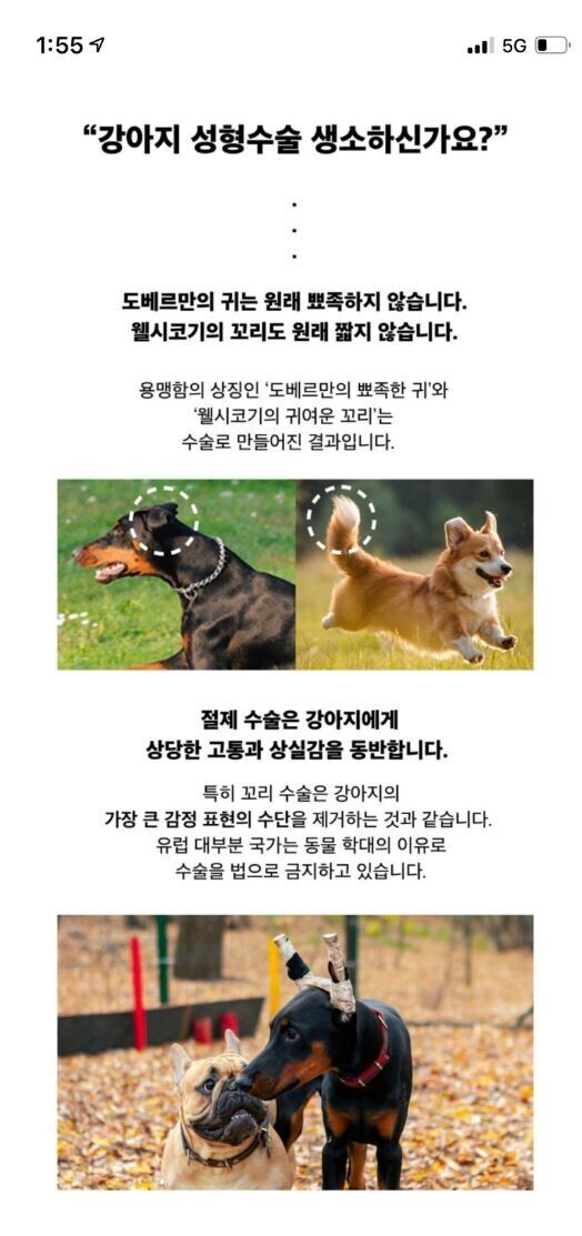 nokbeon.net-충격적인 지하철 강아지 성형광고-2번 이미지