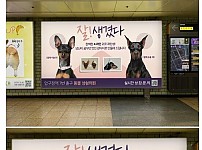 썸네일-충격적인 지하철 강아지 성형광고-이미지
