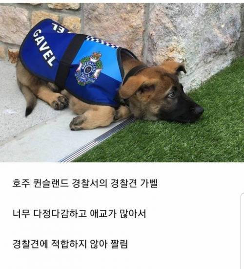 nokbeon.net-호주 경찰견 해고 사유.jpg-1번 이미지