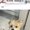 썸네일-우리집 강아지 과거사진 보면 다 놀라-이미지