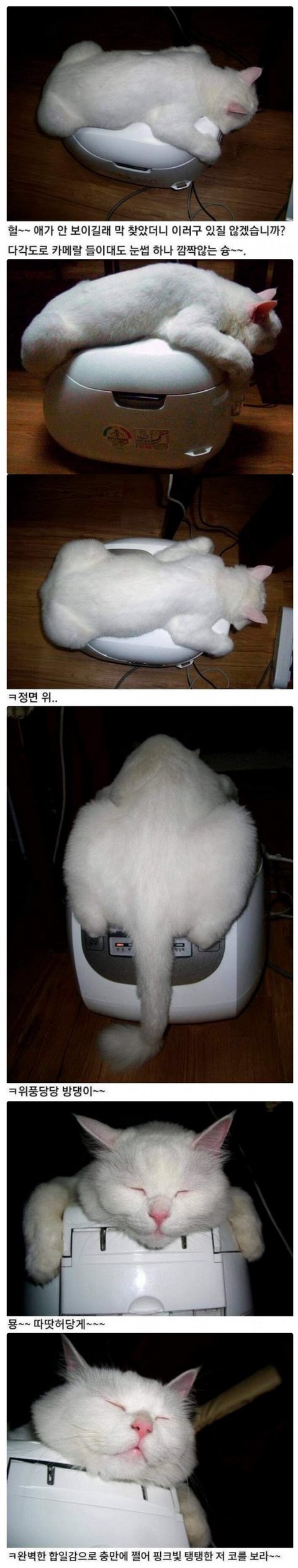 nokbeon.net-고양이 전용 난로-1번 이미지