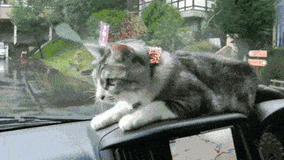nokbeon.net-와이퍼의 공격받는 고양이-1번 이미지