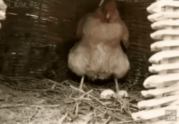 nokbeon.net-닭장에서 달걀 꺼내는게 쉽지 않은 이유-1번 이미지