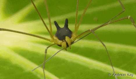 썸네일-아마존에서 발견된 개머리 거미-이미지