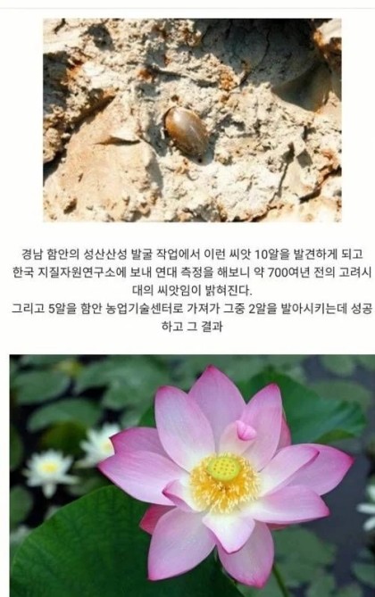 nokbeon.net-700년만의 씨발아-1번 이미지