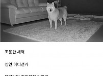 썸네일-강아지를 키우는 집의 새벽-이미지