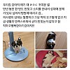 썸네일-강아지가 반년간 짖지 않은 이유-이미지