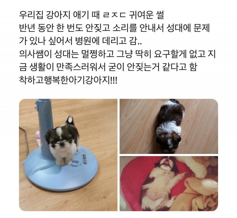 nokbeon.net-강아지가 반년간 짖지 않은 이유-1번 이미지