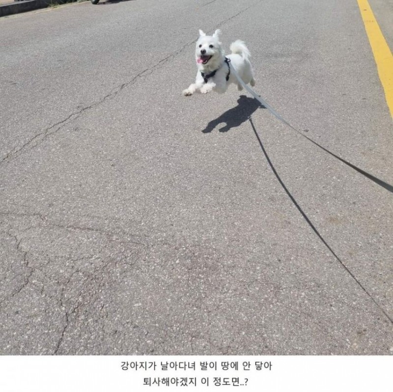 nokbeon.net-반차내고 강아지랑 산책을 나갔다-2번 이미지