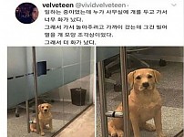 썸네일-회사 사무실에 누가 개를 두고 퇴근했네...-이미지