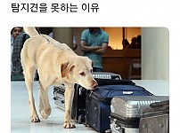 썸네일-푸들이 탐지견이 없는 이유-이미지