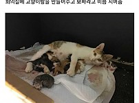 썸네일-직장동료가 임신한 냥이를 주워 옴-이미지