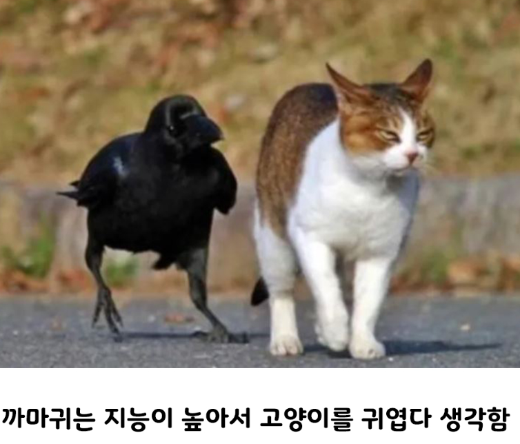 nokbeon.net-의외로 친한 사이라는 동물 조합-2번 이미지