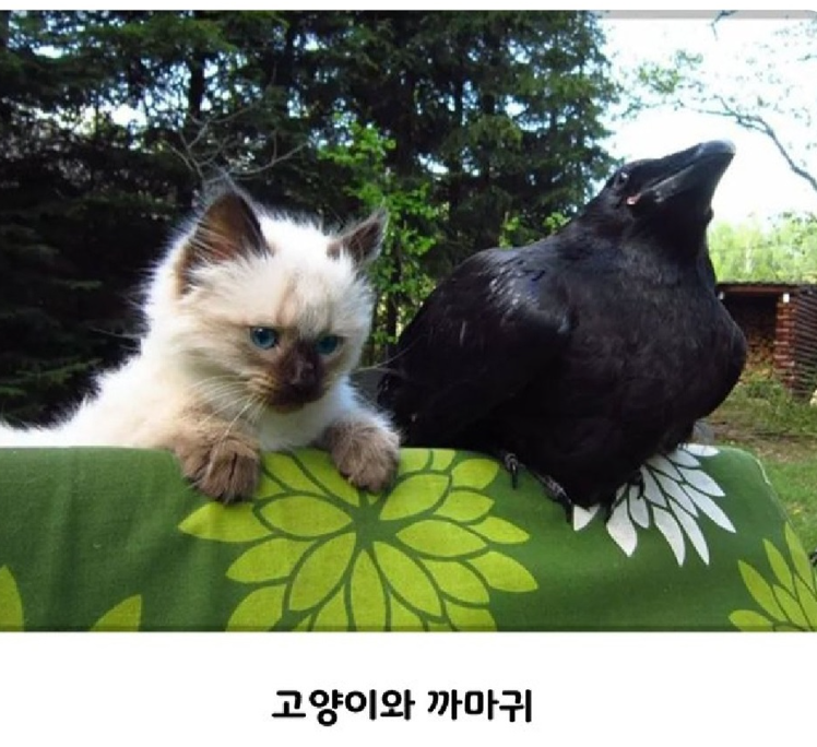 nokbeon.net-의외로 친한 사이라는 동물 조합-1번 이미지