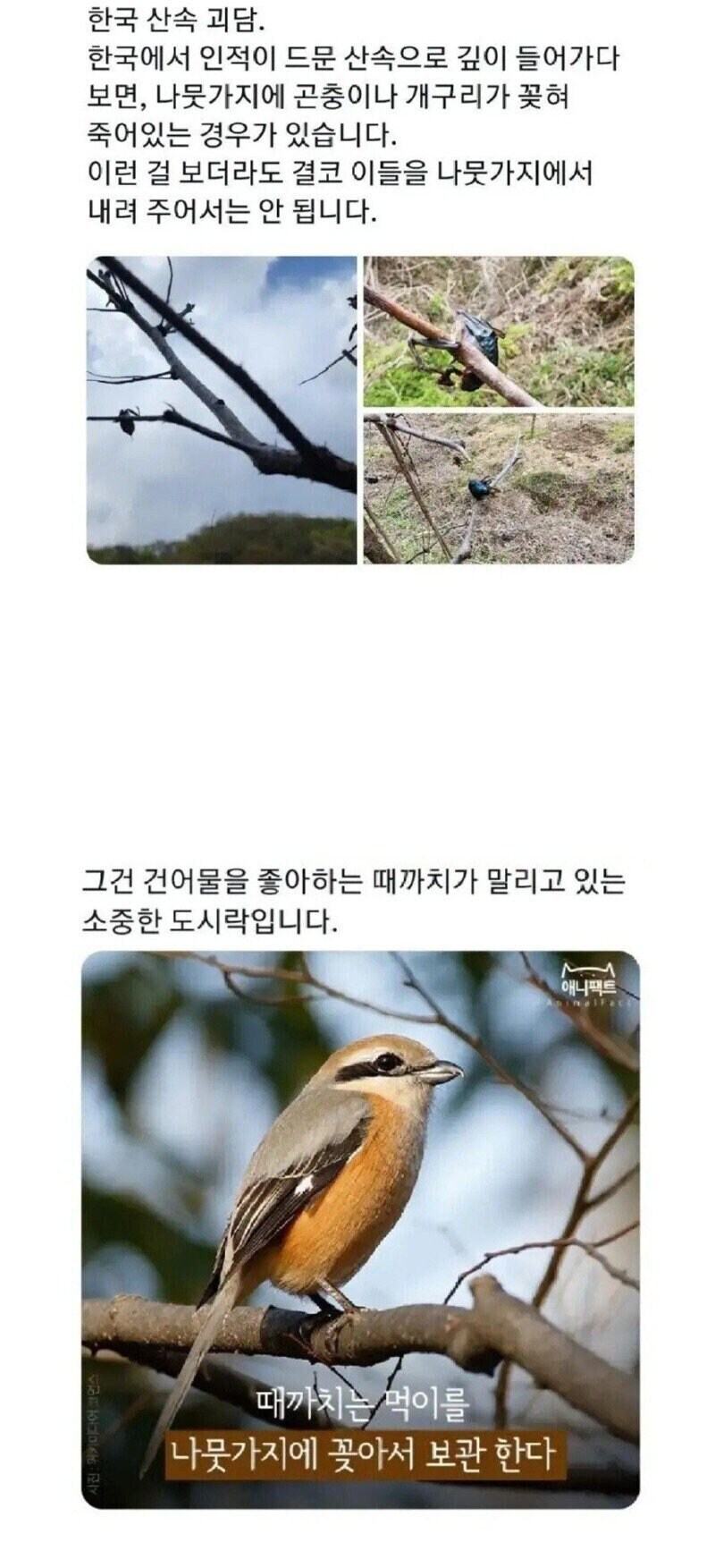 nokbeon.net-산속에서 나무에 꽂힌 동물시체를 조심해야하는 이유-1번 이미지