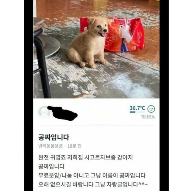 nokbeon.net-당근마켓에 올라온 공짜 강아지.jpg-1번 이미지