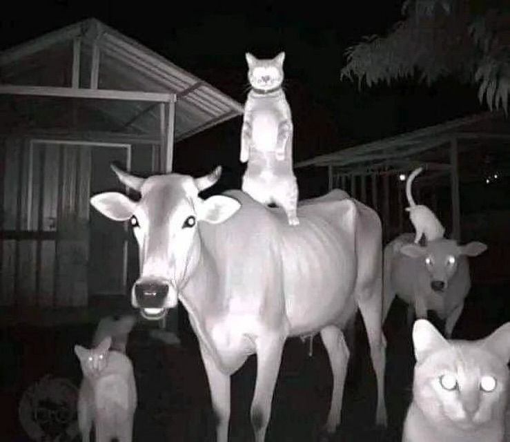 nokbeon.net-야간투시경 으로 보는 축사 동물들-1번 이미지