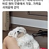 썸네일-견생 첫 번째 명절을 버틴 강아지의 최후-이미지