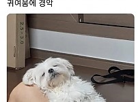 썸네일-견생 첫 번째 명절을 버틴 강아지의 최후-이미지