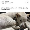 썸네일-나 냥줍한 고양이 당근마켓으로 임보자 구했었거든-이미지