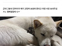 썸네일-나 냥줍한 고양이 당근마켓으로 임보자 구했었거든-이미지