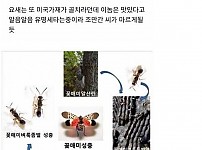 썸네일-한국에 침범했던 외래종들 근황-이미지