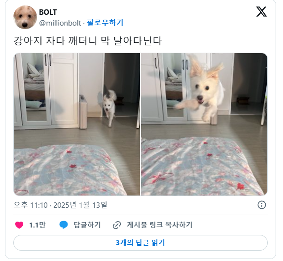 nokbeon.net-날으는 강아지.jpg-1번 이미지