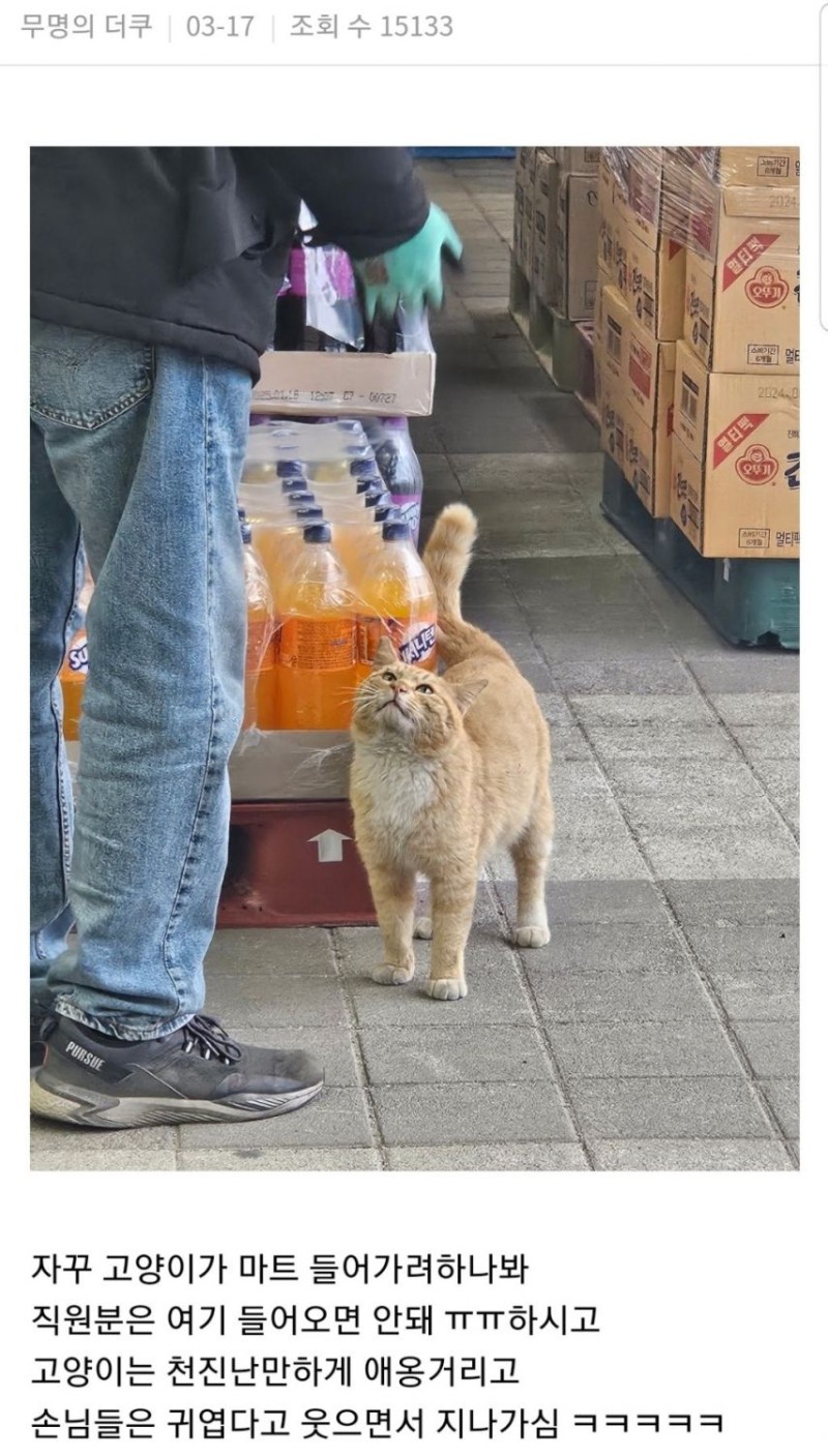 nokbeon.net-마트 직원분이랑 실갱이하는 고양이 봄-1번 이미지