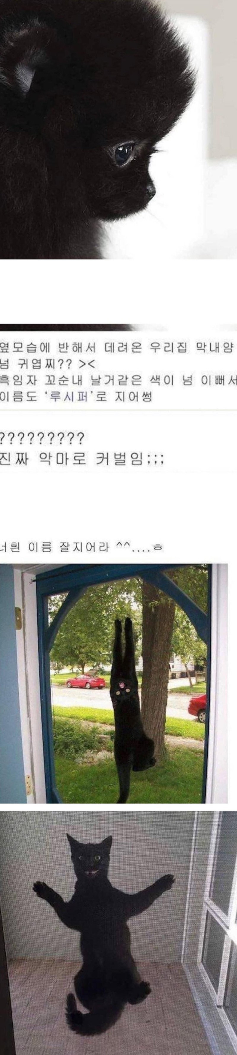 nokbeon.net-니들은 고양이 이름 잘 지어라..-1번 이미지