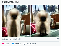 썸네일-포메라니안의 실체-이미지