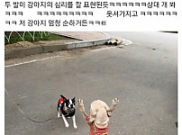 썸네일-친구네 강아지 순한데 산책나가서 싸움남-이미지