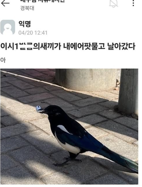 nokbeon.net-아 이놈이 내 에어팟 물고 날아갔다.jpg-1번 이미지