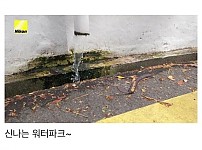 썸네일-강아지가 직접 찍은 동네 사진-이미지
