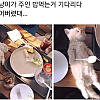 썸네일-아기 냥이가 주인 밥 먹는 거 기다리다 잠들어버렸대..-이미지
