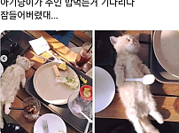 썸네일-아기 냥이가 주인 밥 먹는 거 기다리다 잠들어버렸대..-이미지