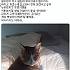 썸네일-고양이가 하도 울길래 왜 이러나 했더니...-이미지