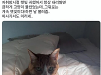 썸네일-고양이가 하도 울길래 왜 이러나 했더니...-이미지