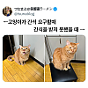 썸네일-고양이가 간식 요구할 때 vs 간식을 받지 못했을 때-이미지