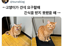 썸네일-고양이가 간식 요구할 때 vs 간식을 받지 못했을 때-이미지
