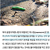 썸네일-플라스틱 분해하는 곤충.jpg-이미지