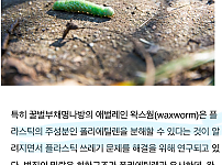 썸네일-플라스틱 분해하는 곤충.jpg-이미지