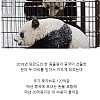 썸네일-핀란드에서 판다를 중국에 반환하려는 이유-이미지
