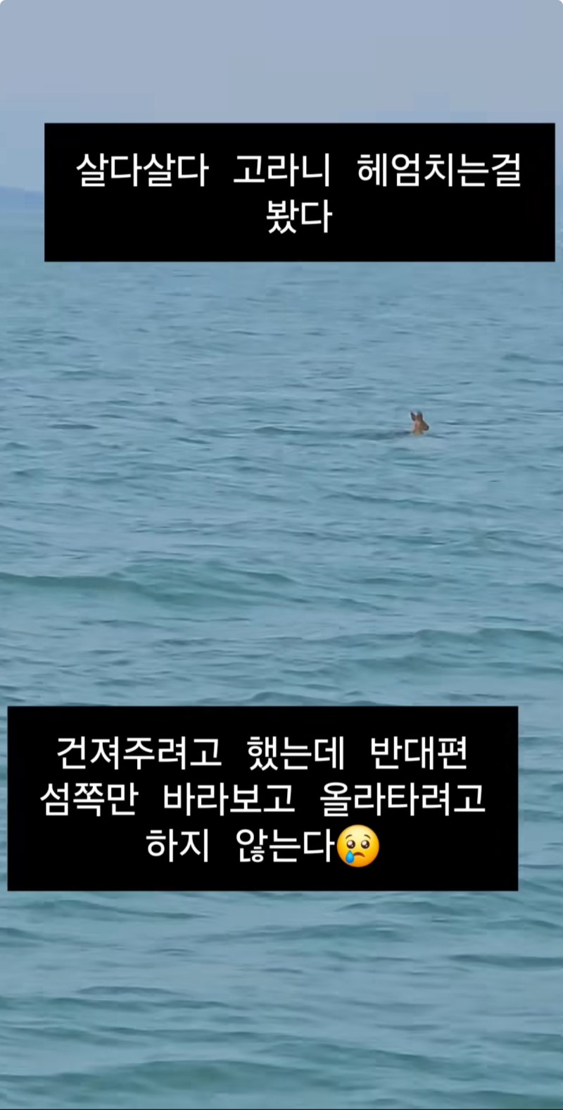 nokbeon.net-고라니가 영어로 water deer인 이유-6번 이미지
